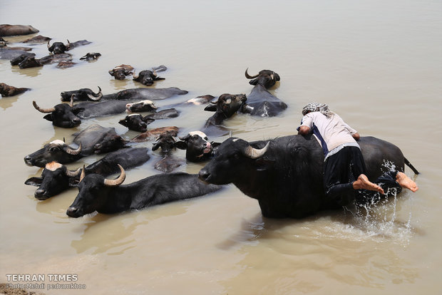 Buffalos, children’s playmates