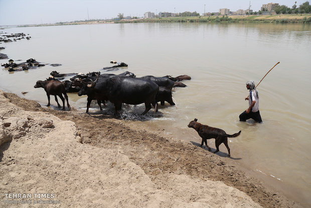 Buffalos, children’s playmates