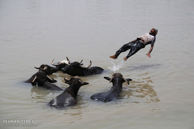 Buffalos, children’s playmates