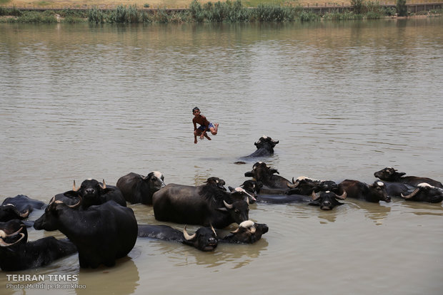 Buffalos, children’s playmates