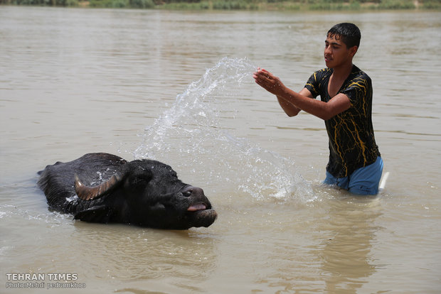 Buffalos, children’s playmates