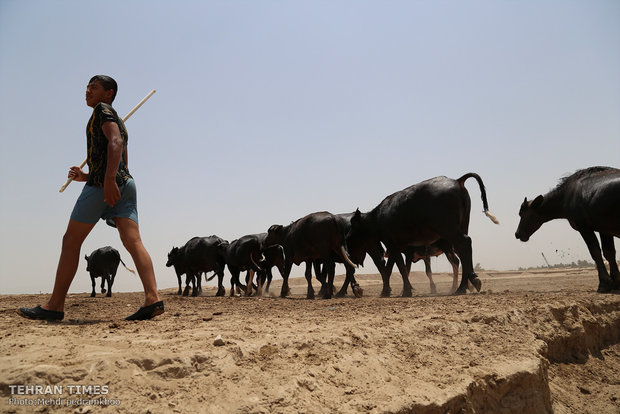Buffalos, children’s playmates
