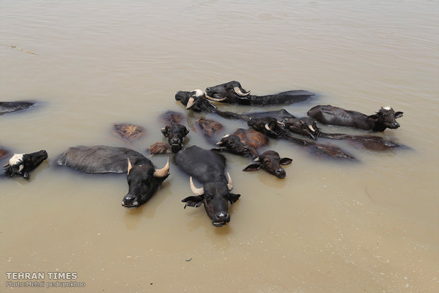 Buffalos, children’s playmates