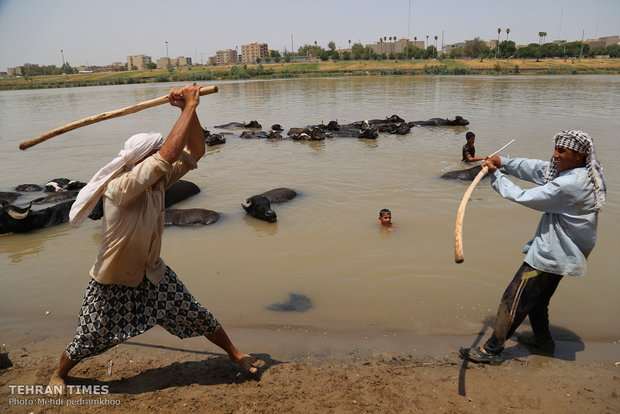 Buffalos, children’s playmates