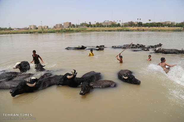 Buffalos, children’s playmates