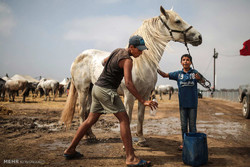 اصفهان نیازمند بازار مناسب برای تولید اسب کشور است