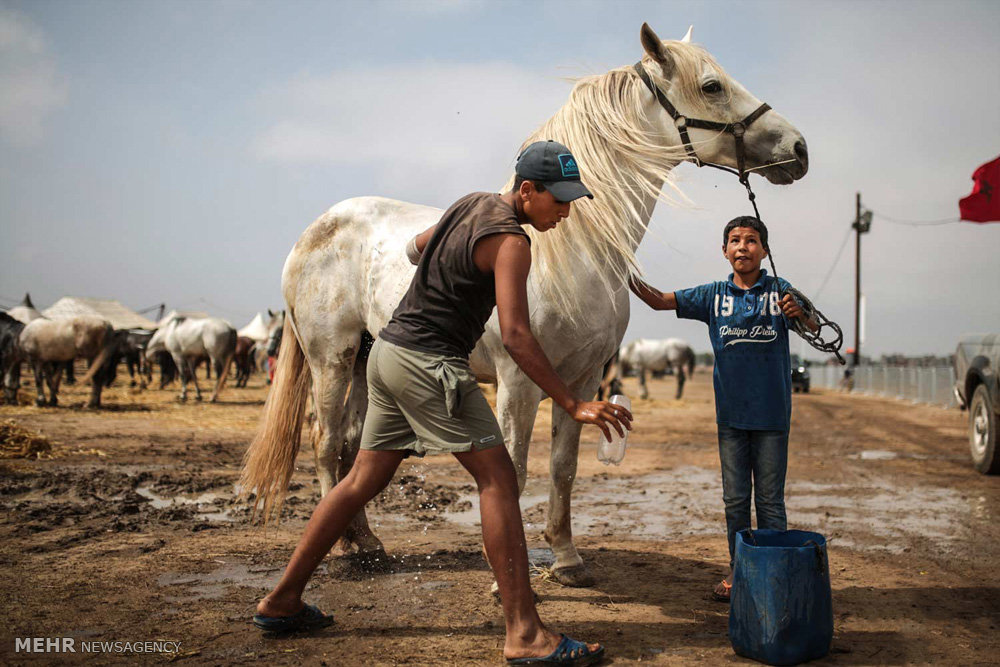 اصفهان نیازمند بازار مناسب برای پرورش اسب کشور است