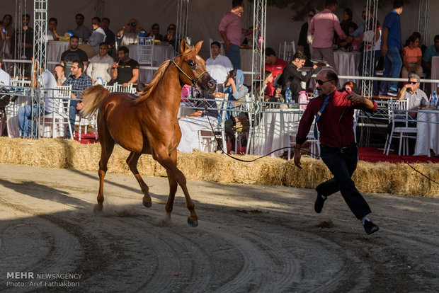 İran’da Arap Atı Festivali