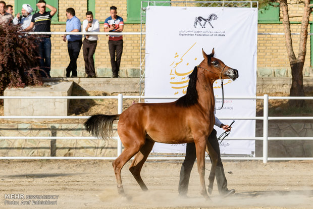 İran’da Arap Atı Festivali