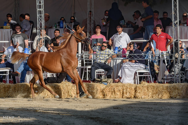 İran’da Arap Atı Festivali