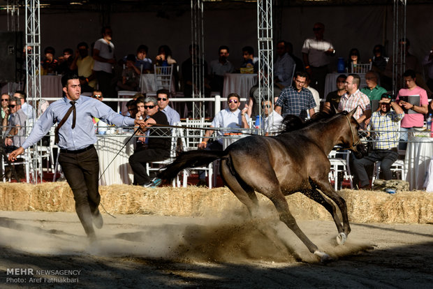 İran’da Arap Atı Festivali