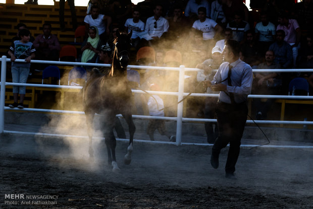 İran’da Arap Atı Festivali