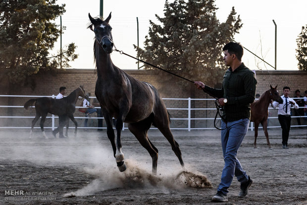 İran’da Arap Atı Festivali