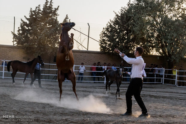 İran’da Arap Atı Festivali