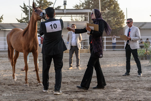 İran’da Arap Atı Festivali