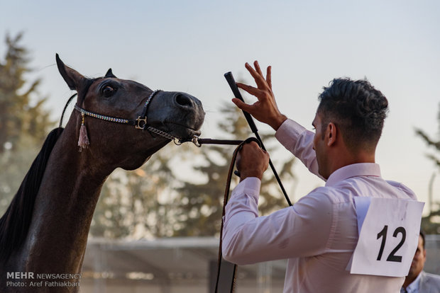 İran’da Arap Atı Festivali