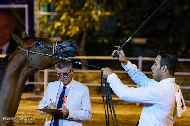 İran’da Arap Atı Festivali