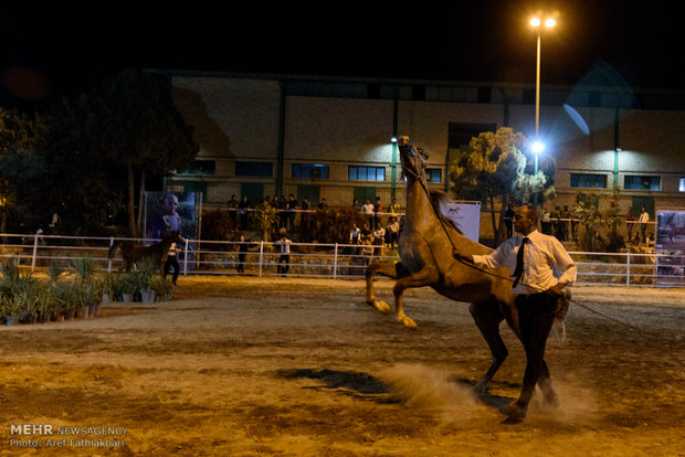 İran’da Arap Atı Festivali