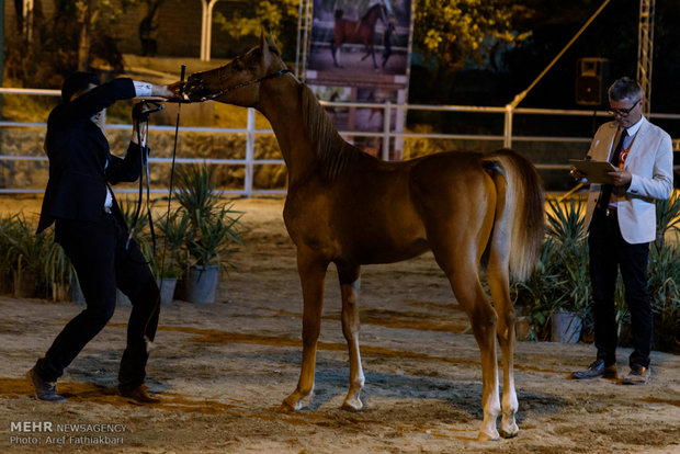 İran’da Arap Atı Festivali