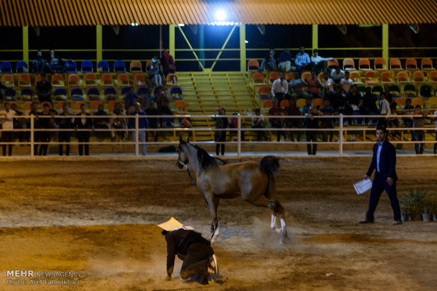 İran’da Arap Atı Festivali