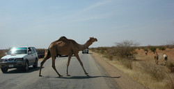تصادف پژو پارس با شتر در جاسک یک مصدوم برجا گذاشت