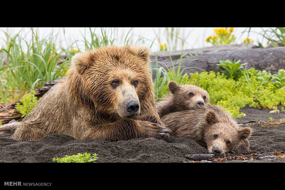 Mother bear. Мама Медведица. Медведица с двумя медвежатами. Медведица защищает медвежат. Медведь и 2 медвежонка.