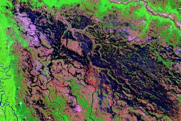کاربرد تصاویر ماهواره‌ای در کشاورزی/ تعیین گونه گیاهی زمین زراعی