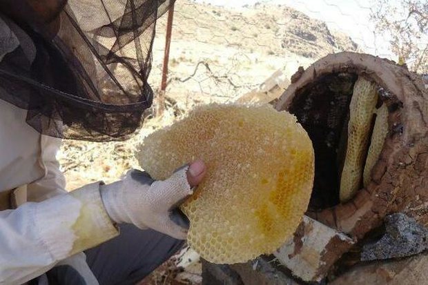 تکاپوی برداشت عسل در بام ایران/بازار داغ فروش عسل گون تا مرکبات