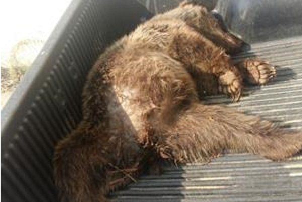برخورد سازمان محیط زیست با معترضان به کشته شدن خرس گلستان