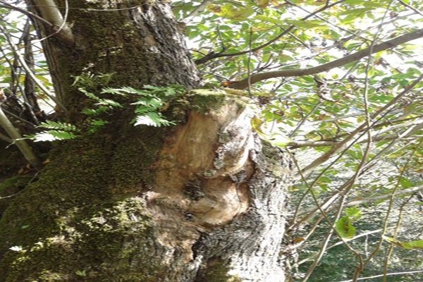 درختان بلوط کهگیلویه وبویراحمد ۷۰ درصد دچار خشکیدگی شده اند