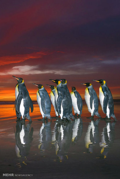 رژه پنگوئن ها در هنگام غروب آفتاب