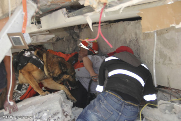 روایت نجات ۶۷ نفر از افراد زیر آور مانده با سگ های زنده یاب