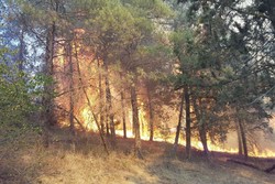 ۱۴ هکتار از مزارع کشاورزی ایلام در آتش سوخت