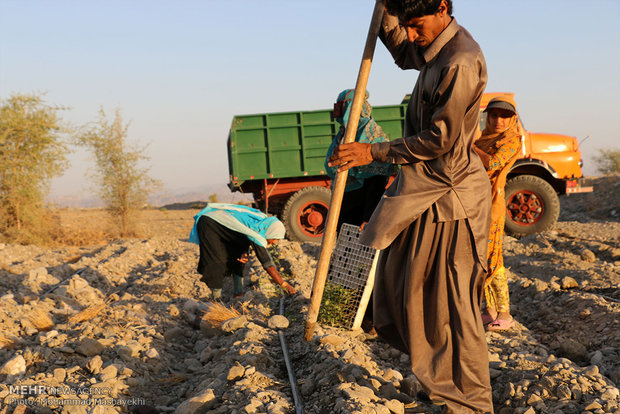 ۴۰۰۰ کشاورز و باغدار در جویبار فعالیت دارند 