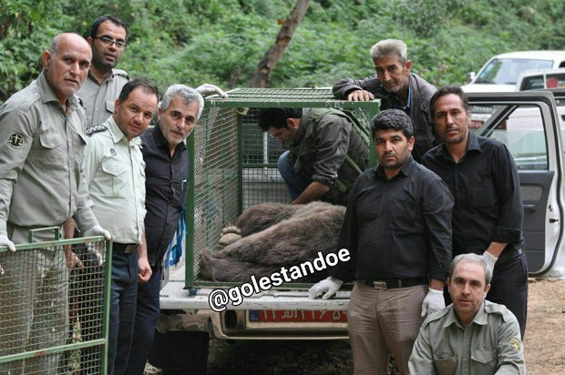 خرس صالح آباد کلاله به پناهگاه حیات وحش سمسکنده ساری منتقل شد