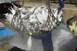 FAO calls for fighting against illegal fishing