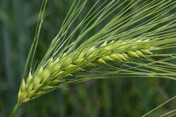 کشت ۱۷۶ هزارهکتار گندم در اجرای طرح جهش تولید در دیمزارهای لرستان