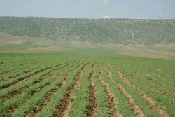 پیش بینی برداشت بیش از ۷۵ هزار تنی نخود از مزارع کرمانشاه