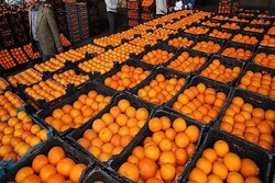 بزرگترین پایانه صادرات محصولات کشاورزی کشور در جویبار افتتاح شد
