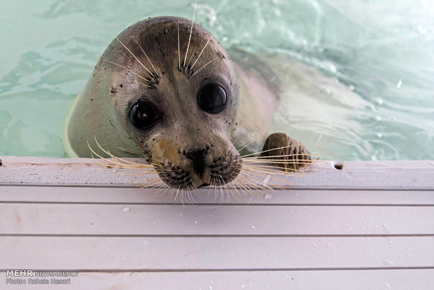 Caspian seal freed after rehab