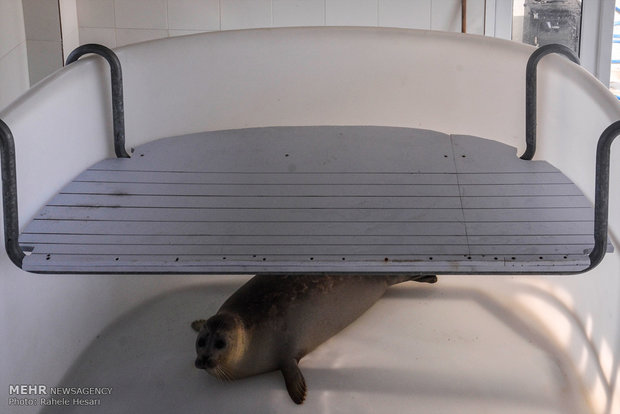 Caspian seal freed after rehab