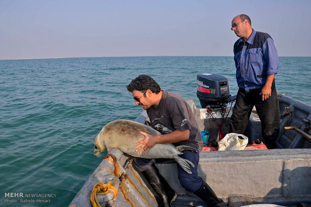 Caspian seal freed after rehab