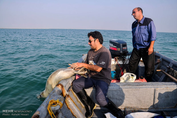 Caspian seal freed after rehab