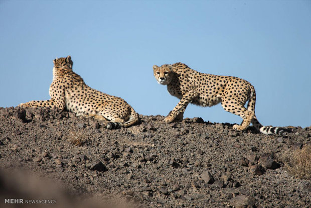 VIDEO: Asiatic cheetahs of Touran Wildlife Refuge