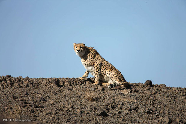 Khartouran wildlife refuge home to 60 Asiatic cheetahs