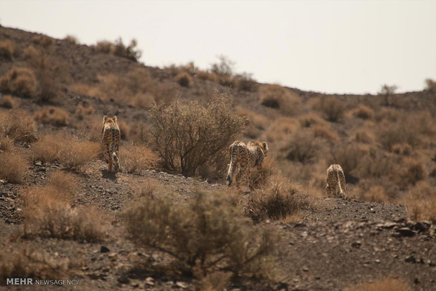 Khartouran wildlife refuge home to 60 Asiatic cheetahs