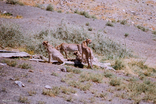 Khartouran wildlife refuge home to 60 Asiatic cheetahs