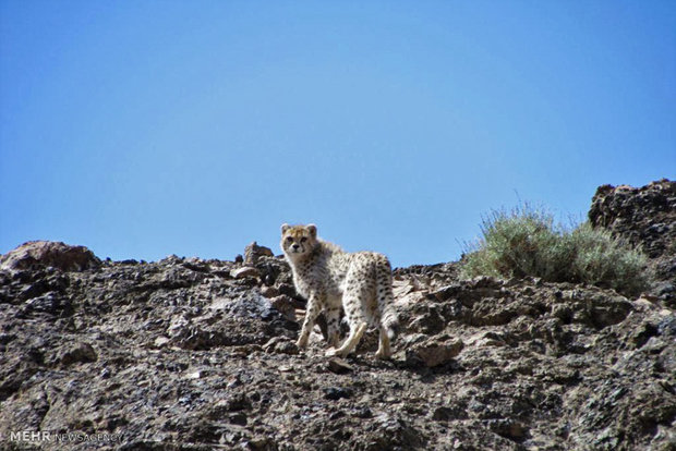 Khartouran wildlife refuge home to 60 Asiatic cheetahs