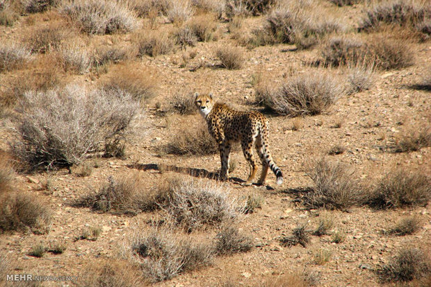 Khartouran wildlife refuge home to 60 Asiatic cheetahs