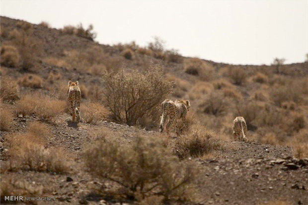 Khartouran wildlife refuge home to 60 Asiatic cheetahs